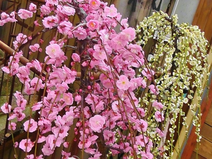 10月24日の誕生花は ウメ 三楽荘ブログ